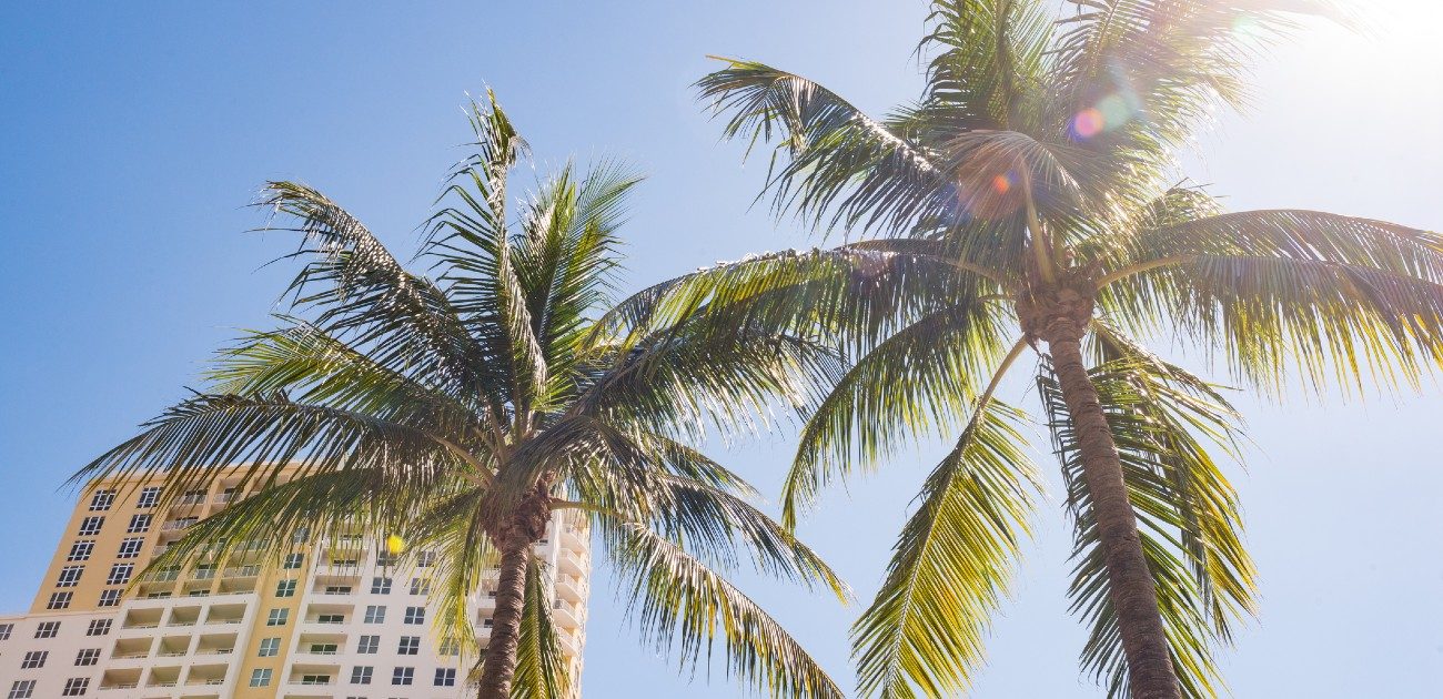 A picture of two palm trees from underneath their branches, with a tall building in the bottom-left background.