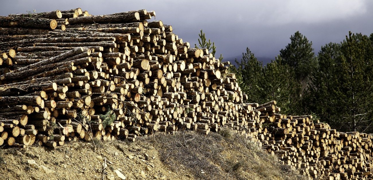 A large pile of stacked skinny tree trunks in a lumber yard.