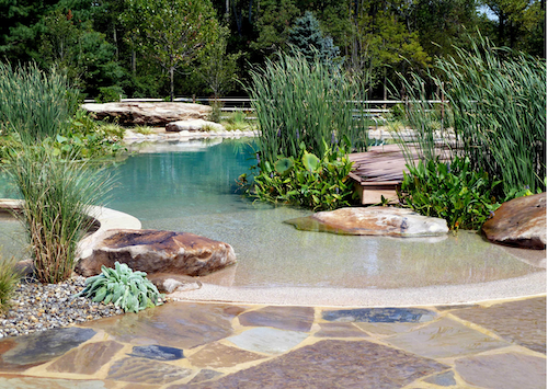 Natural backyard pool with plants.