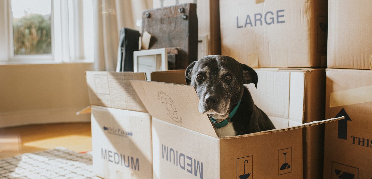 A picture of a dog in a moving box in a bright room with window light. Behind the dog is a stack of multiple other boxes.