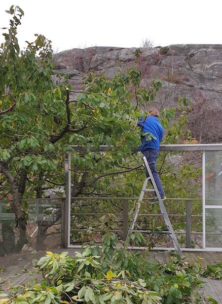 Trimming cherry tree in autumn