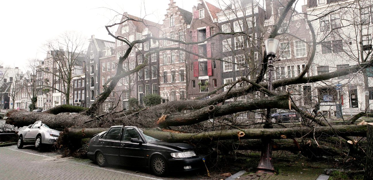 A picture of a downed tree that landed on and crushed cars parked parallel on a city street.
