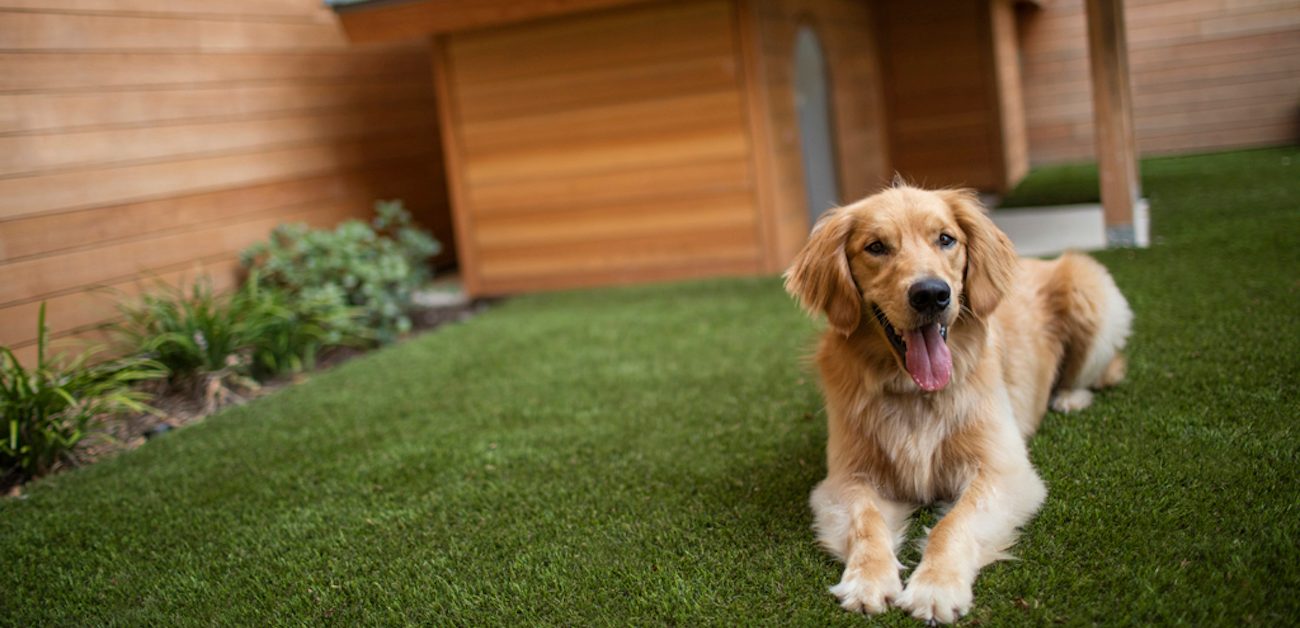 Golden retriever sits in front of dog house at a model home.