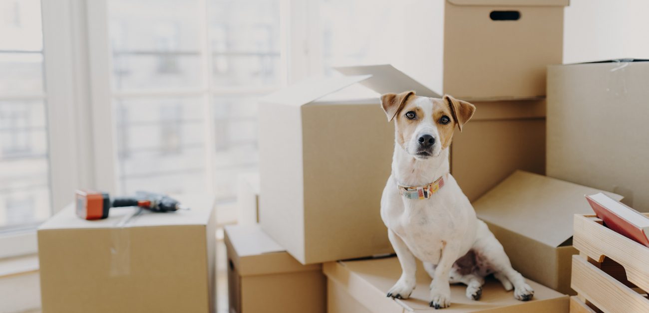 dog sitting on packed moving boxes