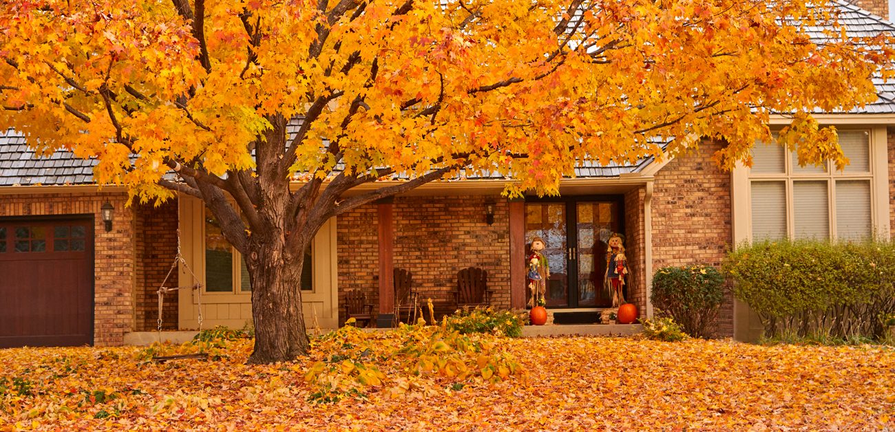 Home in fall with sugar maple in front yard